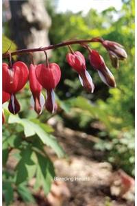 Bleeding Hearts