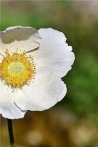 Anemone Notebook