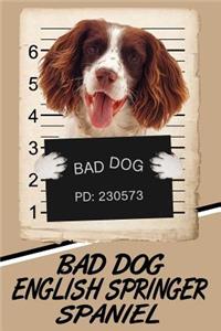 Bad Dog English Springer Spaniel