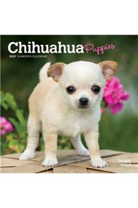Chihuahua Puppies 2021 Mini 7x7