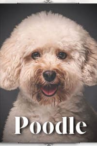Poodle