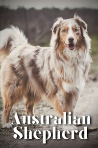 Australian Shepherd