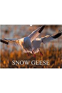 Snow Geese 2018