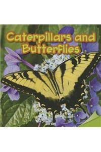 Caterpillars and Butterflies