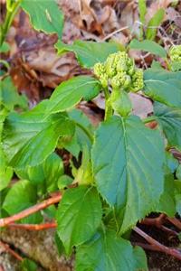 Spring Greens Journal