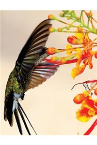 Hummingbird Blank Sketchbook