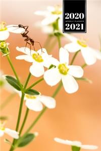 Ant Insect Myrmecology Week Planner Weekly Organizer Calendar 2020 / 2021 - Climbing on Flower