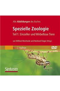 Bild-DVD, Spezielle Zoologie, Teil 1: Einzeller Und Wirbellose Tiere