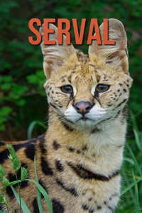 Serval