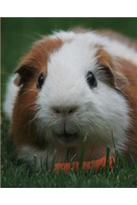 Guinea Pig Yearly Planner