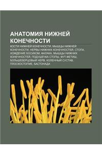 Anatomiya Nizhnyei Konechnosti