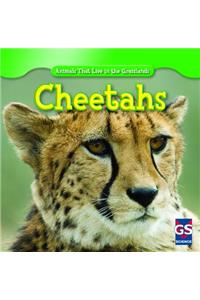 Cheetahs