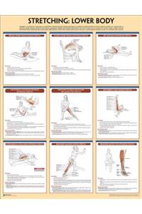 Stretching Poster: Lower Body