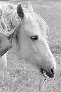 2020 Weekly Planner Horse Photo Equine Grazing Grey 134 Pages