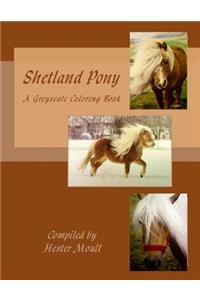 Shetland Pony