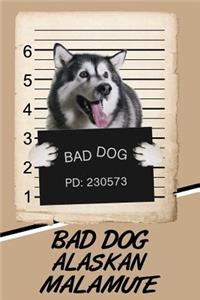 Bad Dog Alaskan Malamute