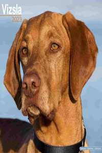 Vizsla 2023 Wall Calendar