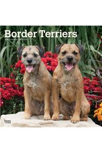 Border Terriers 2020 Square Btuk