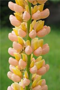 Stunning Sheeted Lupine Flowers Journal