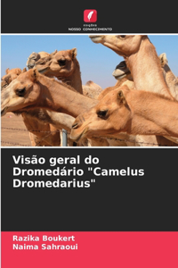 Visão geral do Dromedário 