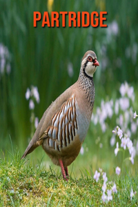 Partridge