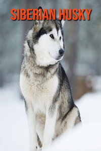 Siberian Husky