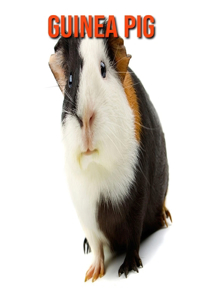 Guinea Pig