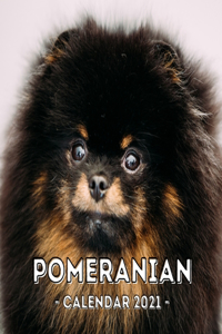 Pomeranians