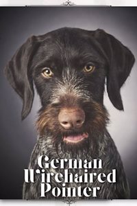 German Wirehaired Pointer