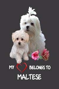 My Heart Belongs To Maltese