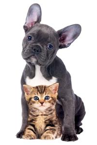 Puppy And Kitten