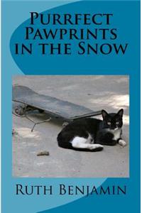 Purrfect Pawprints in the Snow