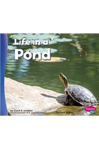 Life in a Pond