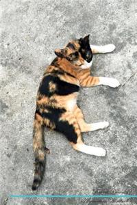 Thai Cat Affirmations Workbook Thai Cat Presents: Positive and Loving Affirmations Workbook. Includes: Mentoring Questions, Guidance, Supporting You.