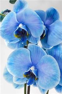 Blue Orchid Exotic Flower Journal