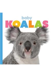 Baby Koalas