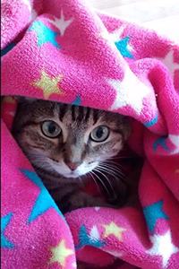 Peekaboo Kitten Journal