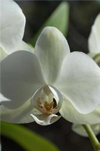Perfect White Orchid Blooms Journal