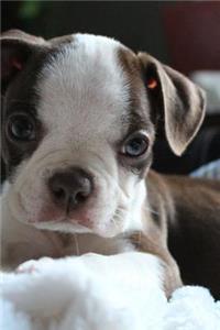 Tiny Little Boston Terrier Puppy Dog Journal