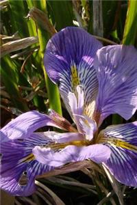 Iris Unguicularis Blooming in the Spring Garden Journal