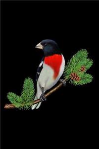 Rose-Breasted Grosbeak On Branch