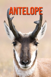 Antelope