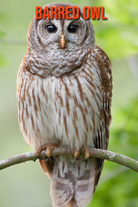 Barred Owl
