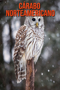 Cárabo norteamericano