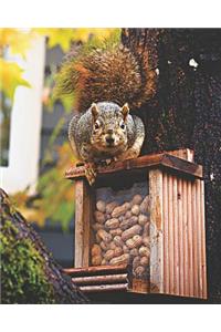 Grey Squirrel on Peanut Feeder