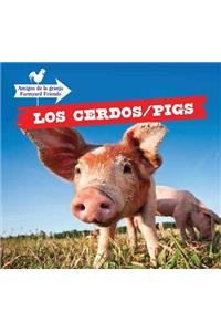 Cerdos / Pigs
