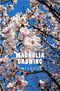 Magnolia Growing