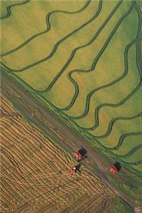 Farm Journal Rice Fields Harvest Aerial Shot