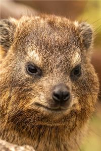 Grumpy Hyrax Journal