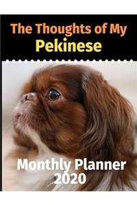 The Thoughts of My Pekinese
